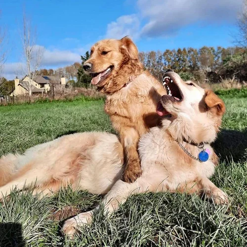 Smiling happy dogs looking at the camera