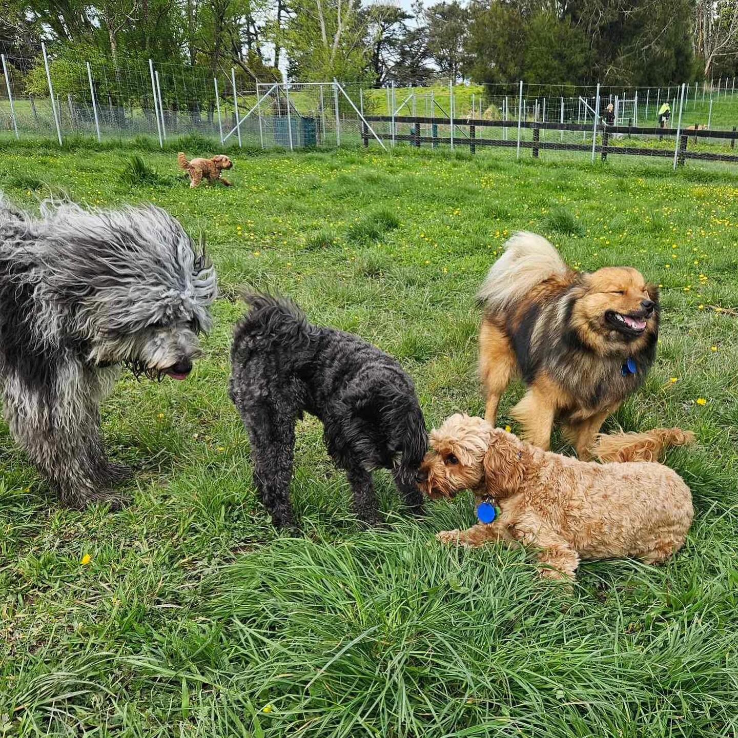 A pack of happy socialised dogs playing together on the grass pastures