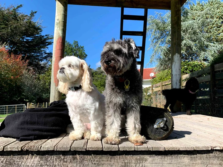Dogs playing on custom wood climbing ramps and play zones under team supervision
