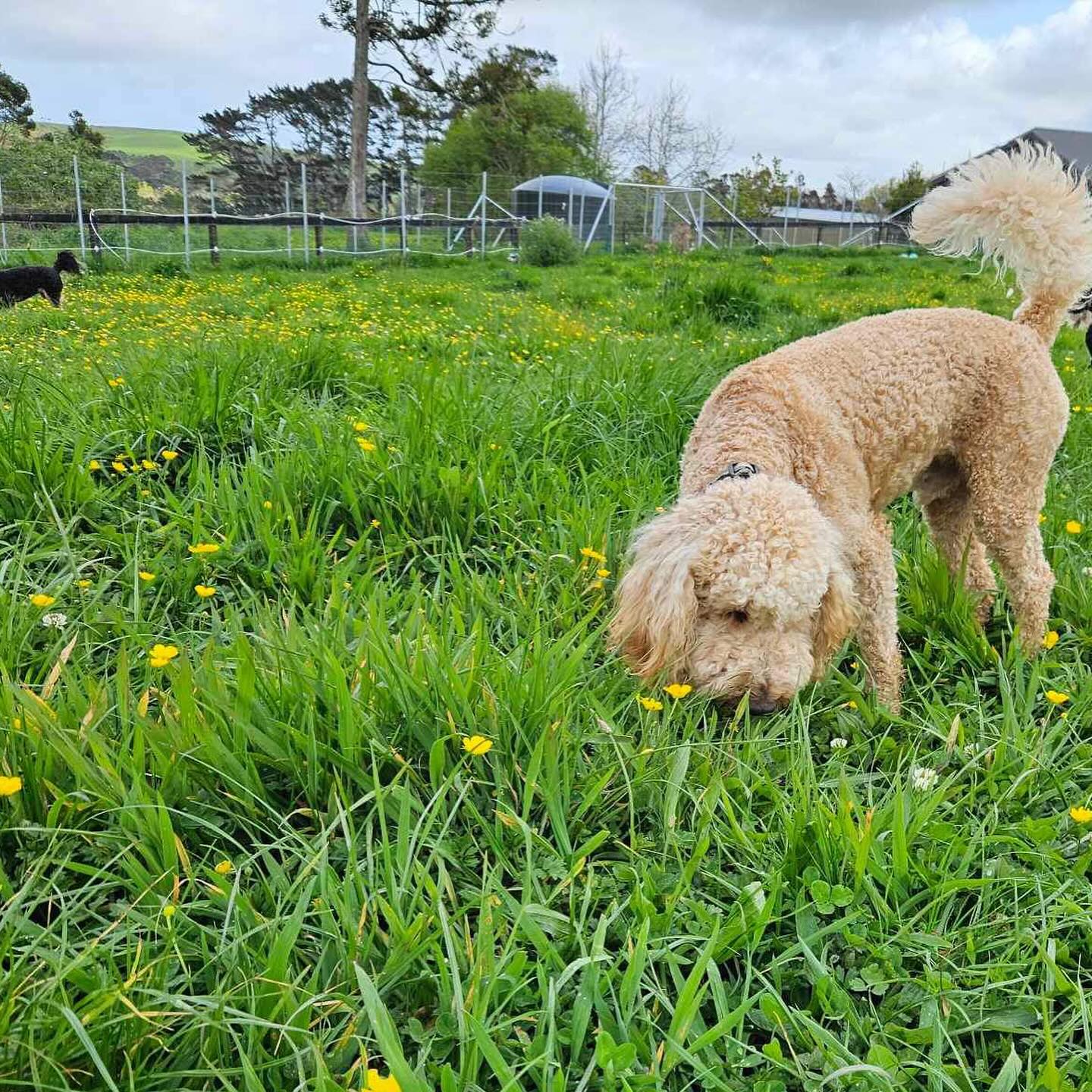 Existing client dogs playing together at Pupclub farm