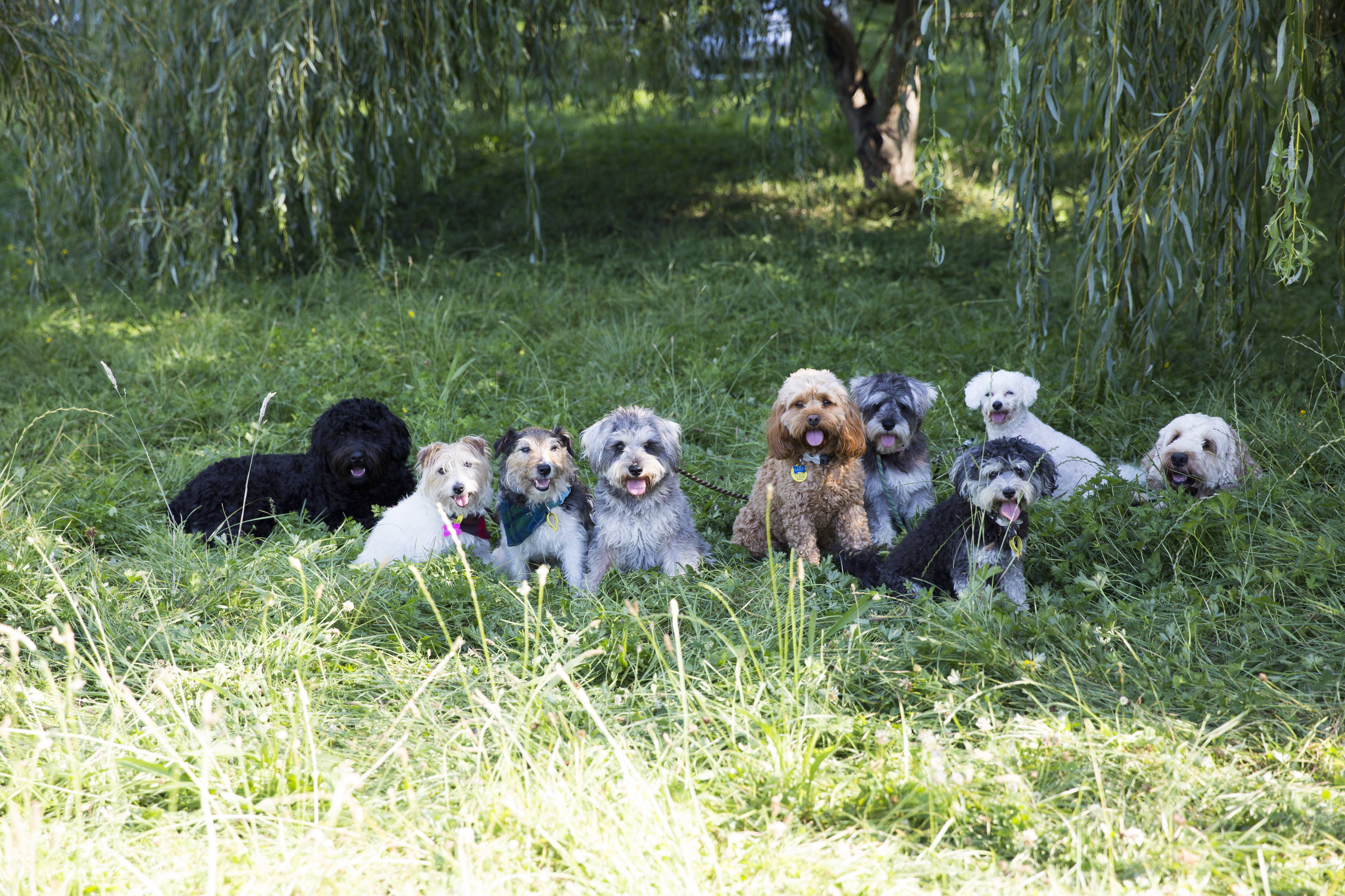 Dogs exploring woodlands and our secure Kumeu farm pastures