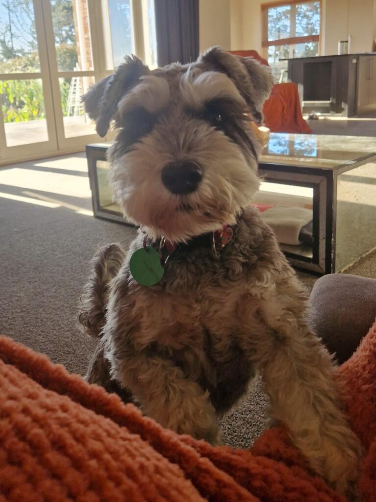 Happy dog relaxing in a calm, familiar social pack