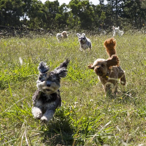 Supervised countryside walks