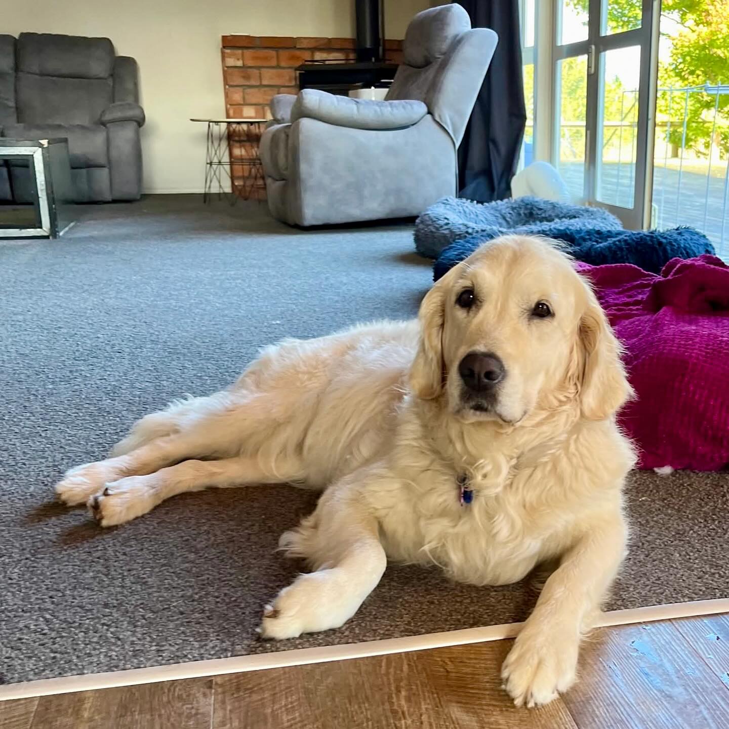 Dog resting in shaded barn or farmhouse during afternoon quiet time