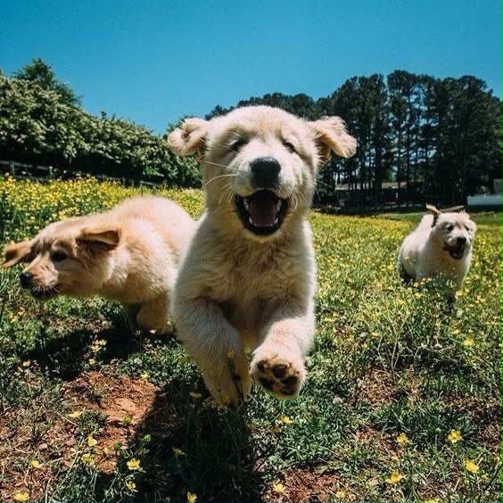 A pack of happy socialised dogs running and playing in the green grass pastures