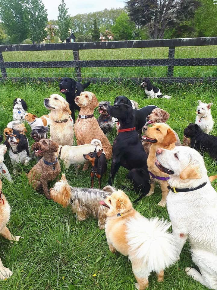 Dogs socializing in group paddocks