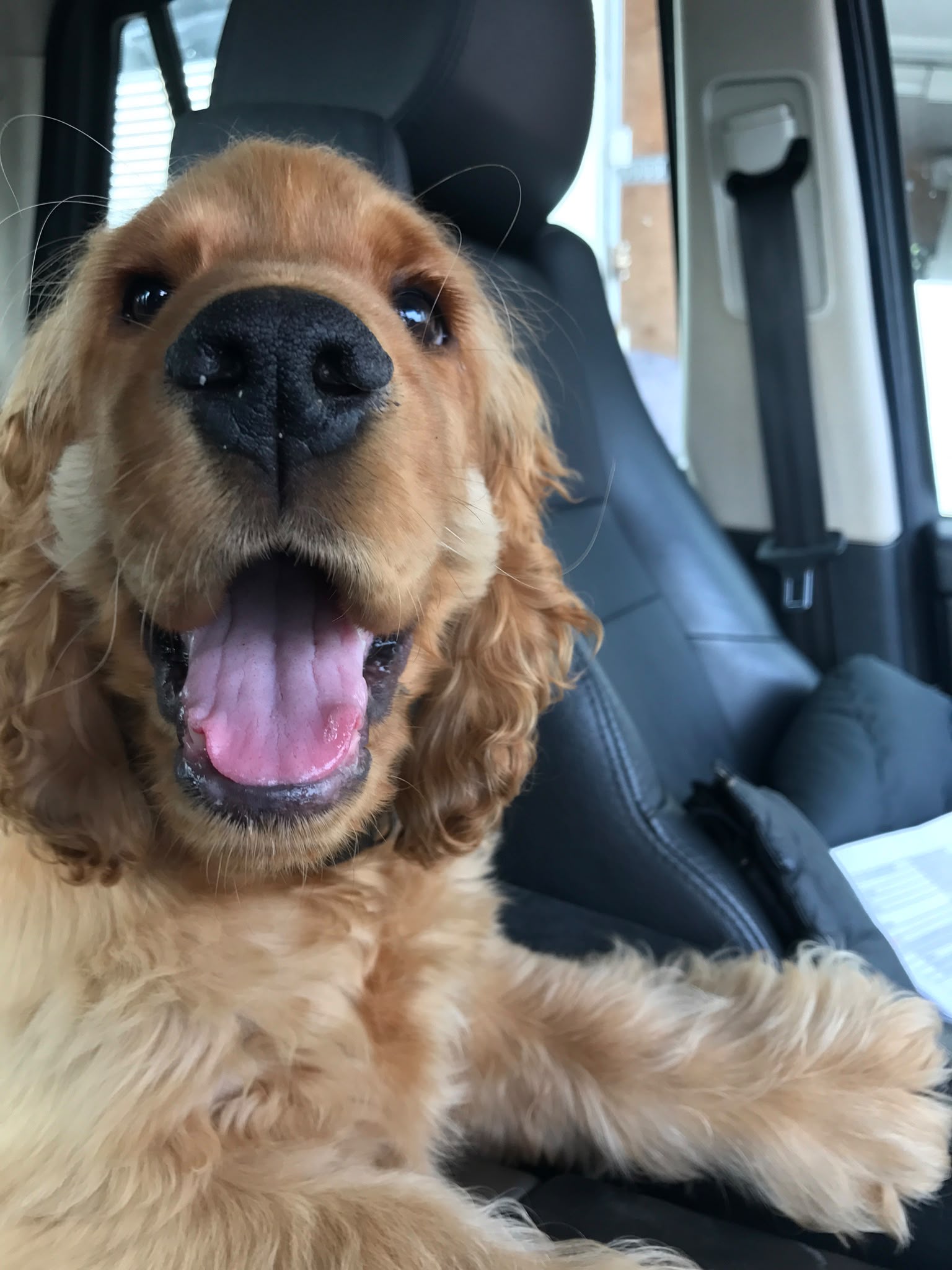 Happy dogs enjoying the Pupbus commute